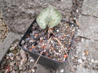 /album/fotogalerie-nabidka/asarum-minamitanianum1-jpg/
